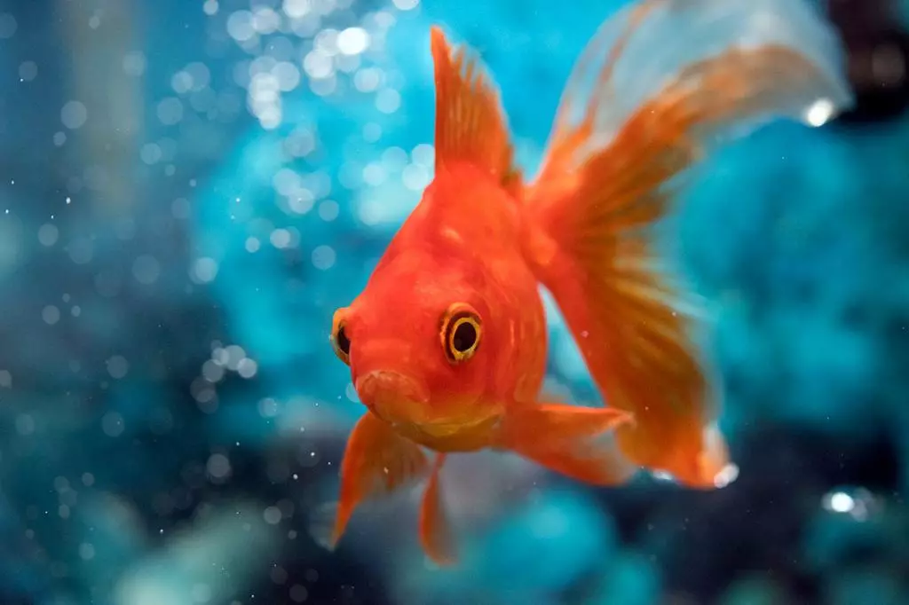 Wie unterscheidet man einen weiblichen Goldfisch von männlich? 13 Foto Wie kann man den Boden des Aquarienfisches richtig bestimmen? Die wichtigsten Unterschiede zwischen Männern und Frauen 22209_4