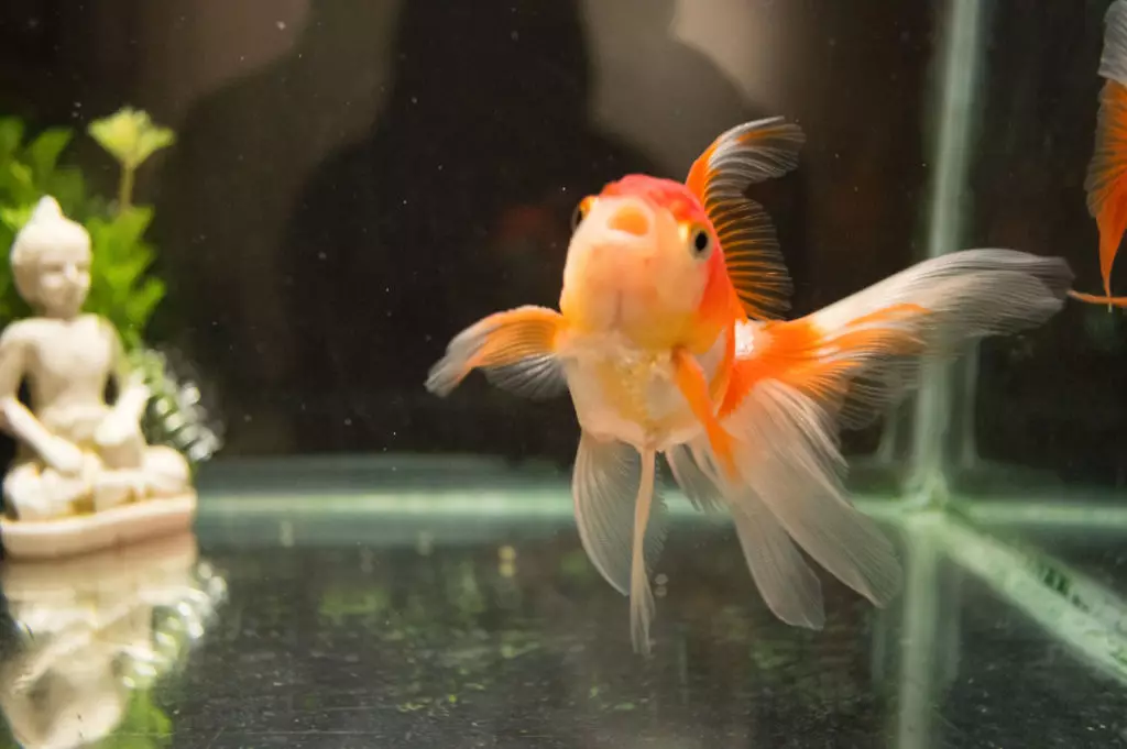 Kako razlikovati ženske zlatne ribice od muškarca? 13 fotografija Kako ispravno odrediti kat akvarijske ribe? Glavne razlike između muškaraca i ženki 22209_5