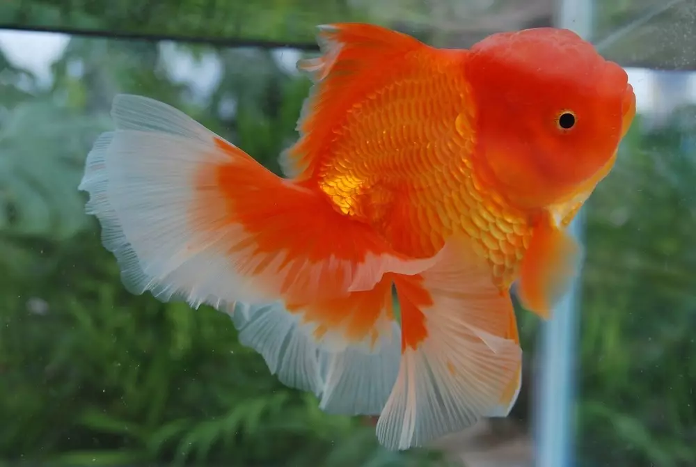 Come distinguere un pesce rosso femminile dal maschio? 13 Foto Come determinare correttamente il pavimento del pesce dell'acquario? Le principali differenze tra maschi e femmine 22209_6