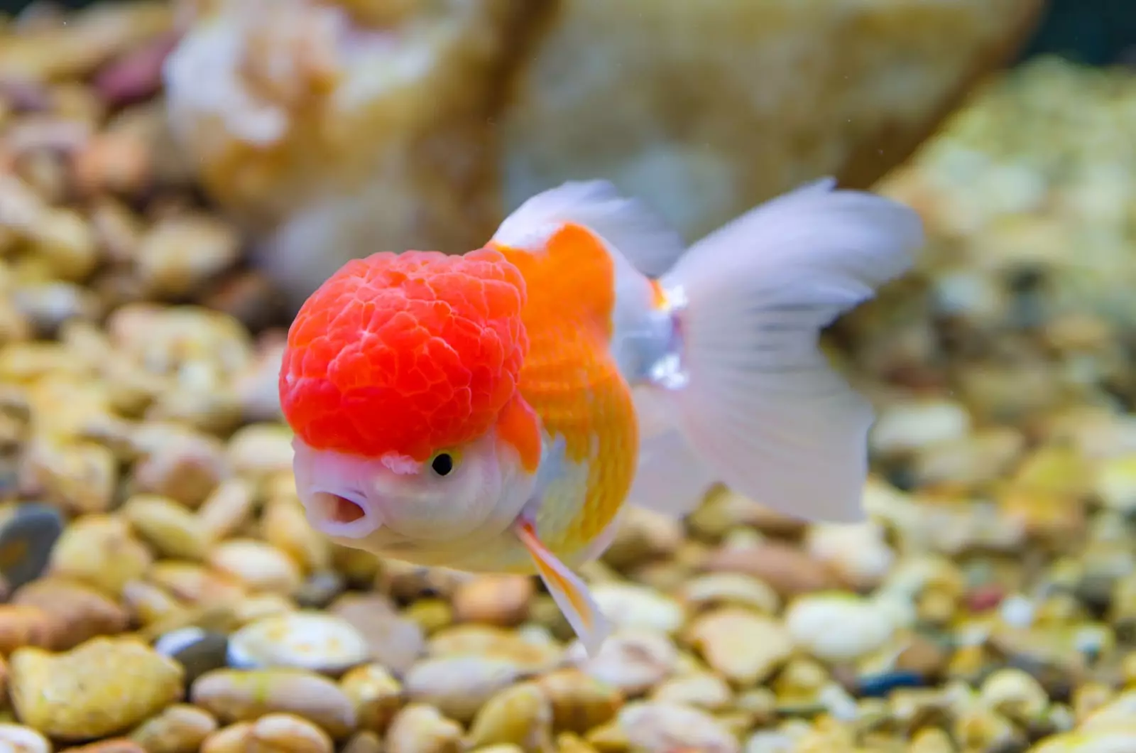 Ungayihlukanisa kanjani i-Goldfish yegolide kusuka kwabesilisa? 13 Photo Photo Ufanele unqume kahle phansi kwenhlanzi ye-aquarium? Umehluko omkhulu phakathi kwabesilisa nabesifazane 22209_7
