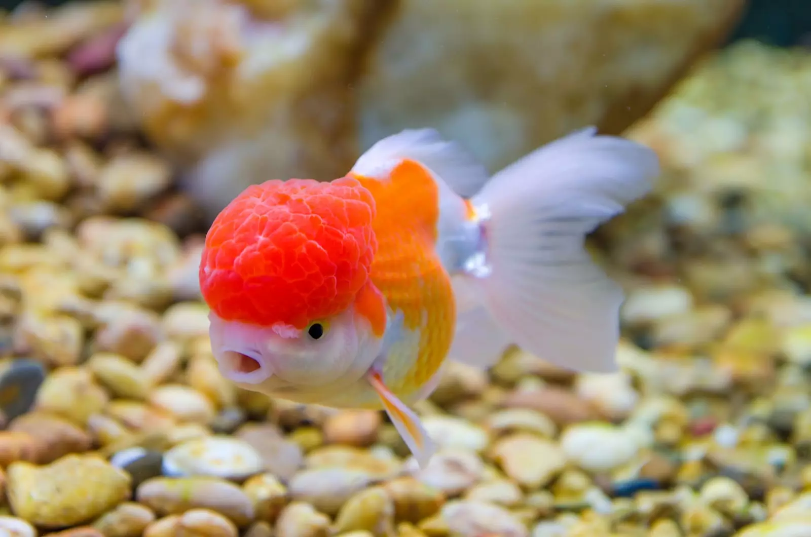 Wéi eng weiblech Goldfësch aus männlechen z'ënnerscheeden? 13 Foto wéi Dir de Buedem vum Aquarium Fësch korrigéiert? D'Haapt Differenzen tëscht Männercher a Weibchen 22209_7