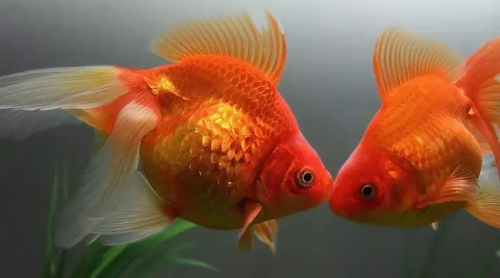 Come distinguere un pesce rosso femminile dal maschio? 13 Foto Come determinare correttamente il pavimento del pesce dell'acquario? Le principali differenze tra maschi e femmine 22209_8