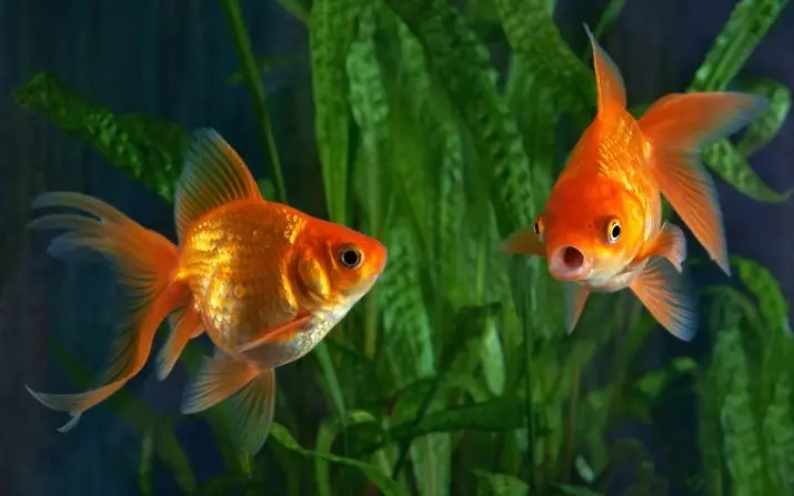 Hur man skiljer en kvinnlig guldfisk från hane? 13 Foto Hur man korrekt bestämmer golvet i akvariefisken? De viktigaste skillnaderna mellan män och kvinnor 22209_9
