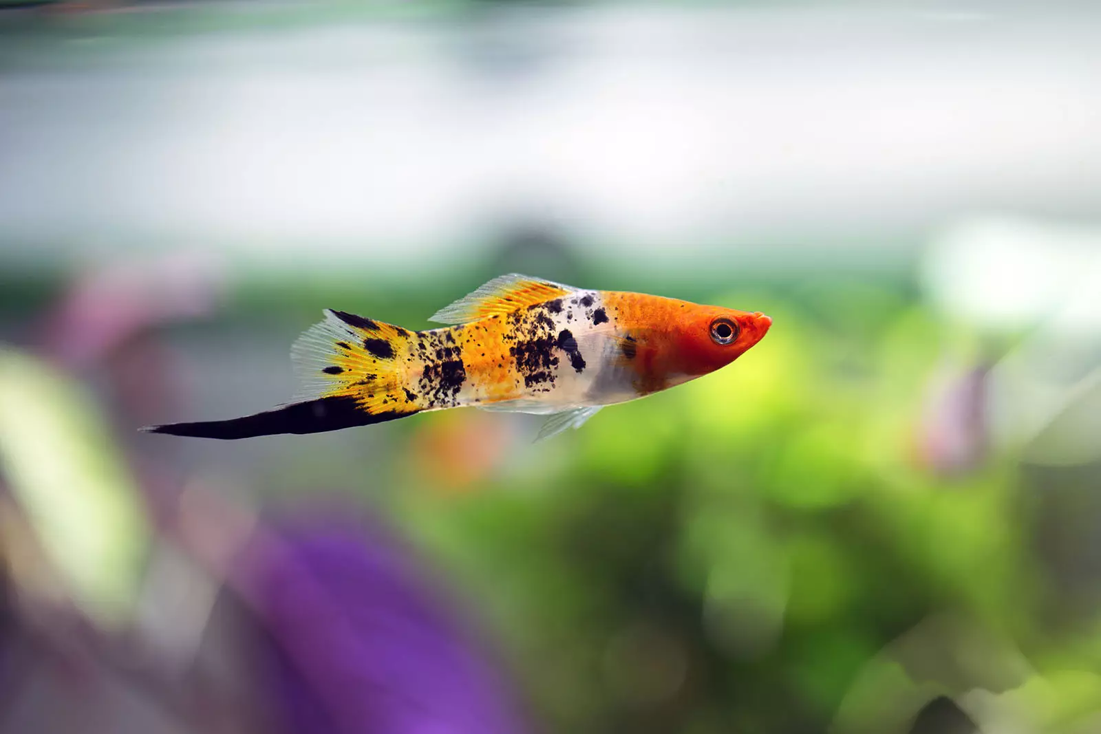 Barbus Vermell (12 fotos): Barbus Glofish contingut a l'aquari. Barbus cura de ratlles vermelles 22219_11