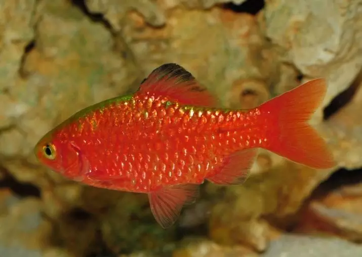 Barbas Rdeča (12 fotografij): Barbas Vsebina Glofish v akvariju. Rdeča črtasta Barbas Care 22219_3