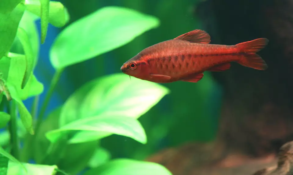 Barbus Red (12 լուսանկար). Barbus բովանդակության Glofish Aquarium. Կարմիր գծավոր բարբոսների խնամք 22219_4