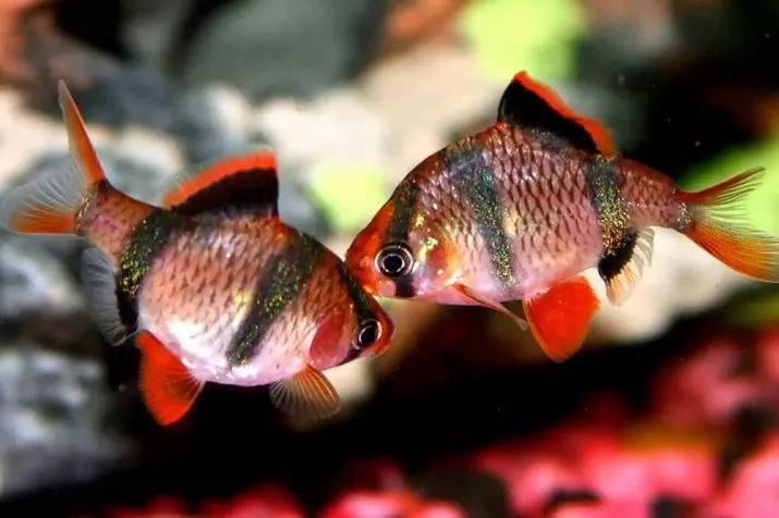 Barbus Red (12 ဓာတ်ပုံများ) - ငါးမွေးရီယမ်တွင် Barbus Content Glofish ။ အနီရောင်စင်းကိုင် Barbus စောင့်ရှောက်မှု 22219_9