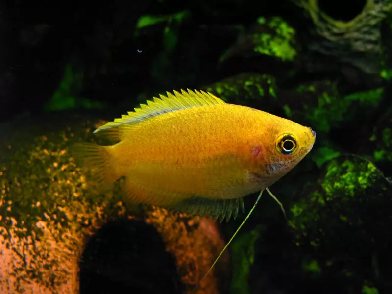 Gums de mel (14 fotos): o conteúdo de fêmeas e machos de ouro, o volume de seu aquário. Como é o peixe? 22220_3