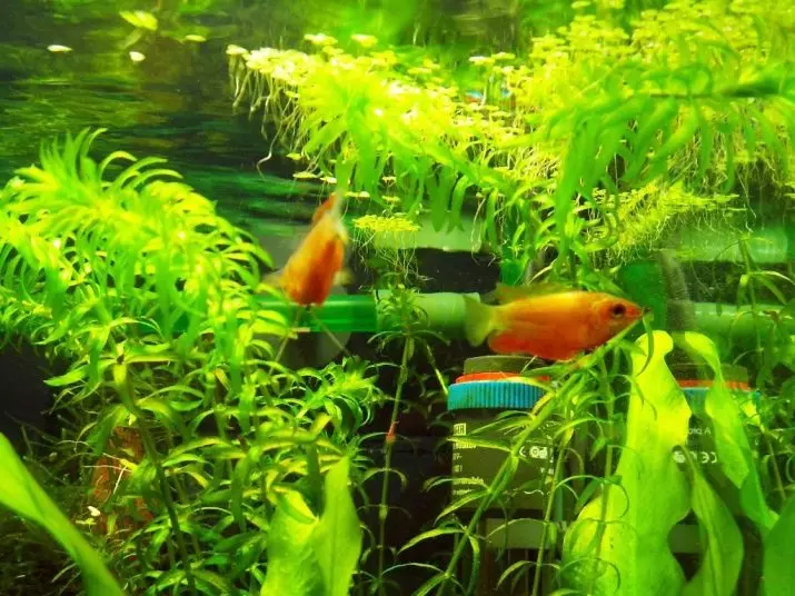Medne gume (14 fotografija): sadržaj zlatnih ženki i muškaraca, volumen njihovog akvarija. Kako izgleda riba? 22220_7