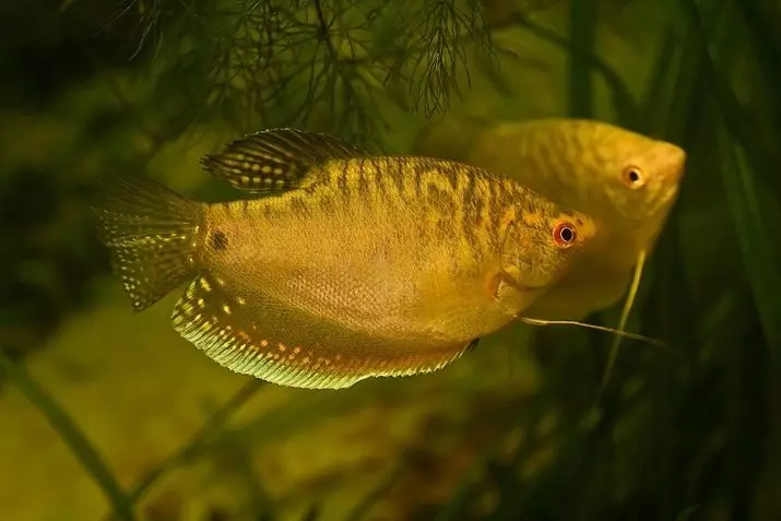 Medne gume (14 fotografija): sadržaj zlatnih ženki i muškaraca, volumen njihovog akvarija. Kako izgleda riba? 22220_9