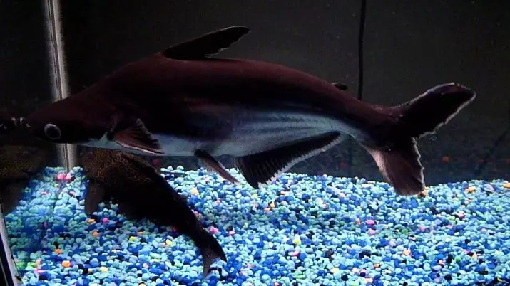Aquarium Sharks (Amafoto 26): Ibisobanuro by'amafi kuri Aquarium, bisa na SHARKS no guhitamo amafi mato yo gushushanya ku nzu, amazina ya shark 22223_10