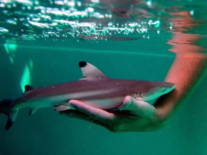 Aquarium Sharks (26 gambar): Penerangan ikan untuk akuarium, yang serupa dengan jerung dan pilihan ikan hiasan kecil untuk rumah, nama-nama jerung kerdil 22223_11