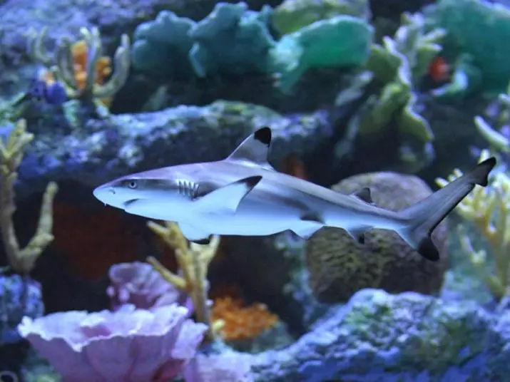 Tubarões de aquário (26 fotos): Descrição dos peixes para aquário, semelhante a tubarões e a escolha de pequenos peixes decorativos para a casa, os nomes dos tubarões anões 22223_12