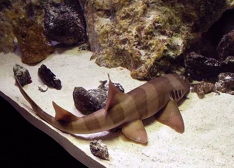 Aquarium Sharks (Amafoto 26): Ibisobanuro by'amafi kuri Aquarium, bisa na SHARKS no guhitamo amafi mato yo gushushanya ku nzu, amazina ya shark 22223_15