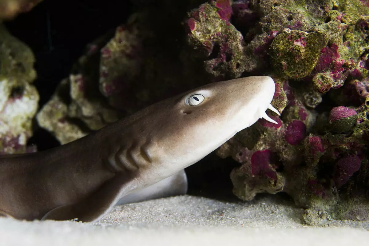 Aquarium Sharks (26 bilder): Beskrivelse av fisk for akvarium, som ligner haier og valg av liten dekorative fisk til huset, navnene på dverg haier 22223_16