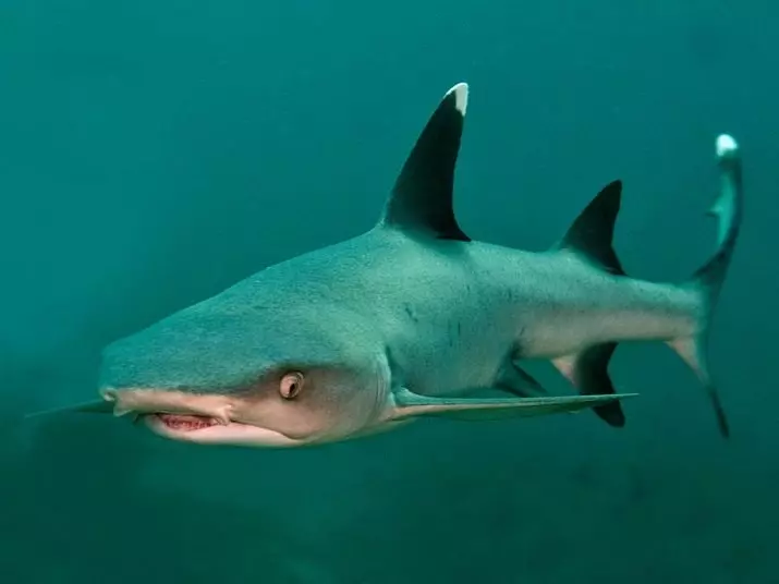 Aquarium Sharks (Amafoto 26): Ibisobanuro by'amafi kuri Aquarium, bisa na SHARKS no guhitamo amafi mato yo gushushanya ku nzu, amazina ya shark 22223_17