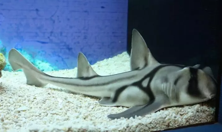 水族館鯊魚（26張照片）：水族館的魚類描述，類似於鯊魚和房子的小裝飾魚的選擇，矮小的鯊魚的名字 22223_18