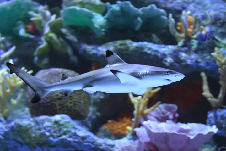 Aquarium sturks (26 ata): Faʻamatalaga o iʻa mo le aquarium, tutusa ma le sharks ma le filifiliga o le iʻa teuteu mo le fale, o igoa o le dwarf have 22223_2