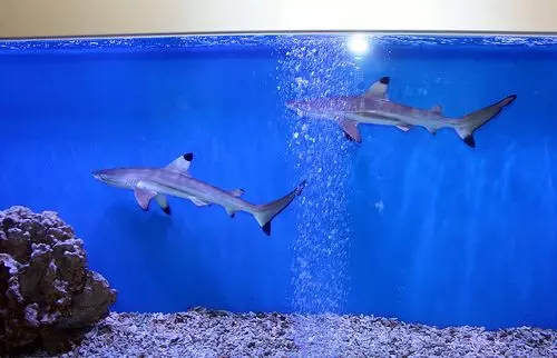 Sharks Aquarium (26 fotos): Descrición do peixe para acuario, semellante aos tiburóns e á elección de pequenos peixes decorativos para a casa, os nomes dos tiburóns enanos 22223_20