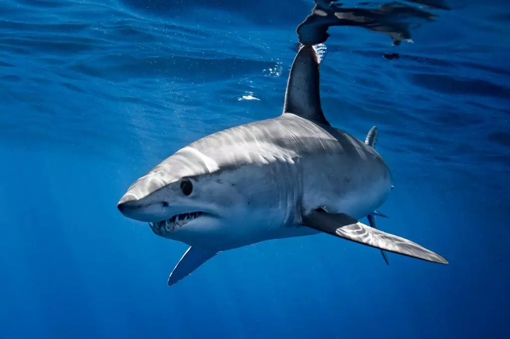 Aquarium Sharks (26 photos): Description du poisson pour aquarium, semblable aux requins et au choix de petits poissons décoratifs pour la maison, les noms des requins nains 22223_3
