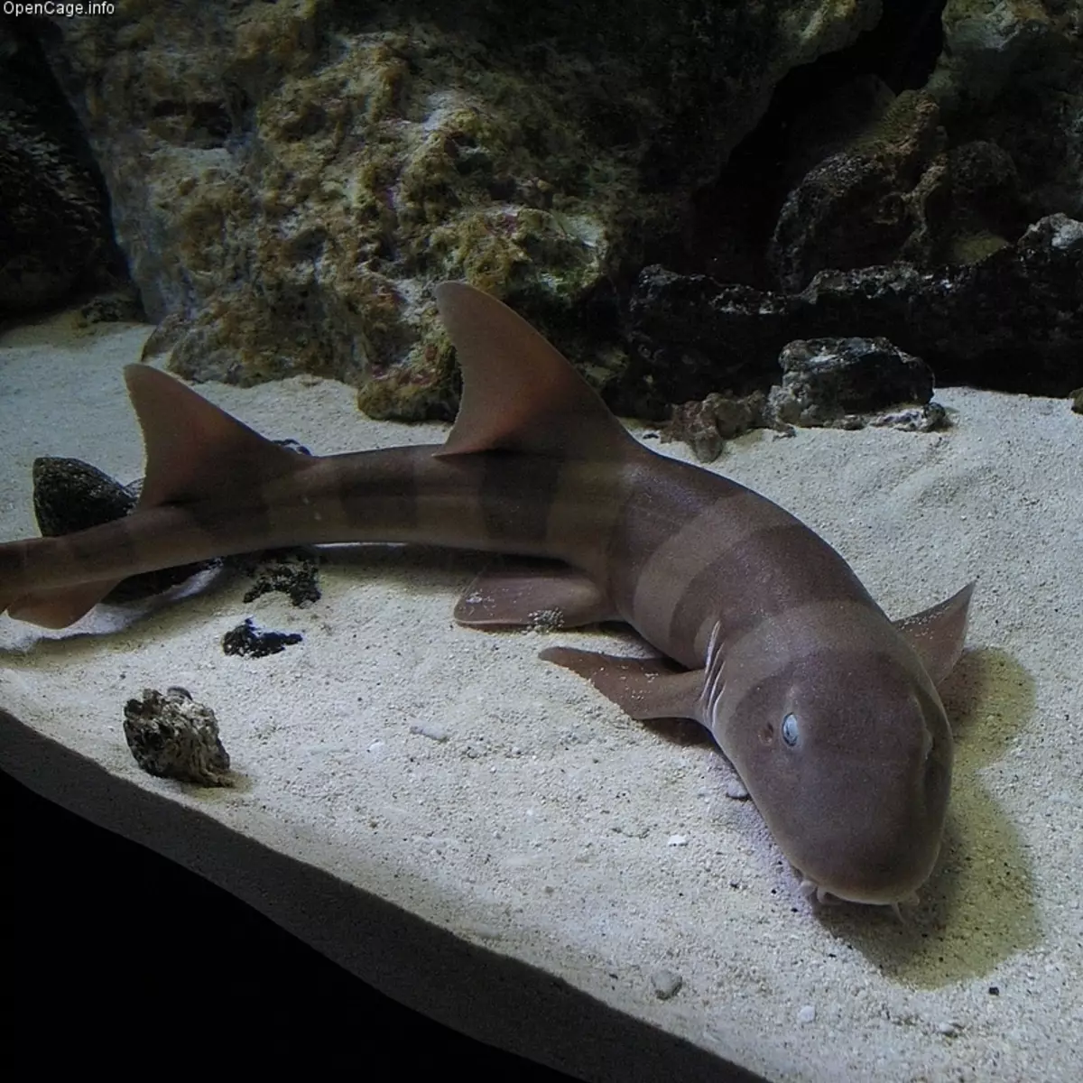 Aquariumhaaien (26 foto's): beschrijving van vis voor aquarium, vergelijkbaar met haaien en de keuze van kleine decoratieve vis voor het huis, de namen van dwerghaaien 22223_5