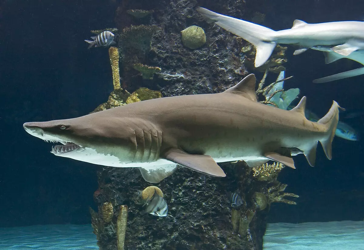 Aquarium Sharks (26 fotoj): Priskribo de fiŝoj por akvario, simila al ŝarkoj kaj la elekto de malgrandaj ornamaj fiŝoj por la domo, la nomoj de nanaj ŝarkoj 22223_7