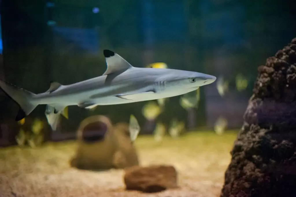 Aquarium Sharks (26 bilder): Beskrivelse av fisk for akvarium, som ligner haier og valg av liten dekorative fisk til huset, navnene på dverg haier 22223_9