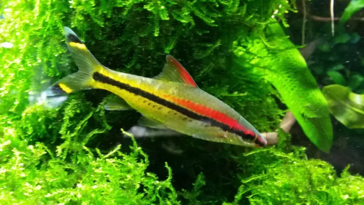 Barbus Denisoni (15 foto's): Sulveren Golden Fish-ynhâld, har kompatibiliteit. Fokkerij. Beskriuwing Barbus Denisoni 22230_13
