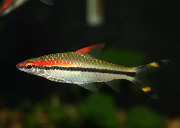 Barbus Denisoni（15張照片）：銀金魚含量，兼容性。配種。描述芭比州丹尼斯蒂 22230_3