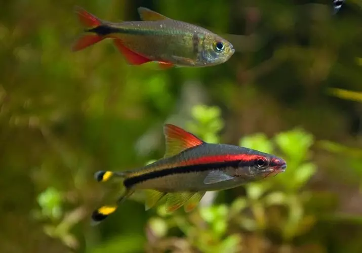 Barbus Denisoni（15張照片）：銀金魚含量，兼容性。配種。描述芭比州丹尼斯蒂 22230_4