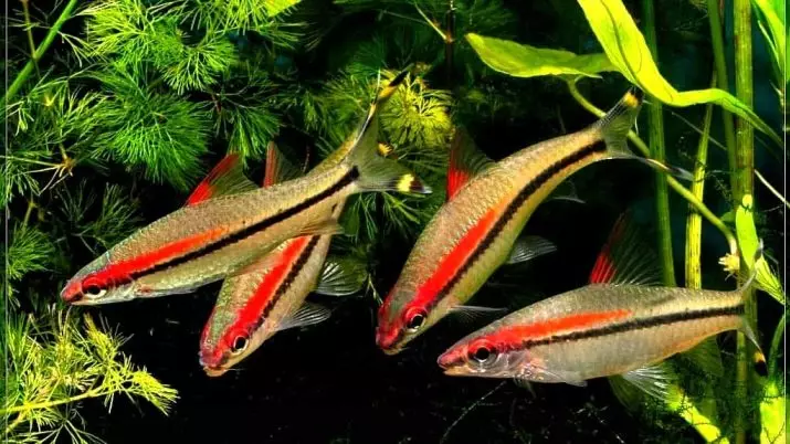 Barbus Denisoni（15張照片）：銀金魚含量，兼容性。配種。描述芭比州丹尼斯蒂 22230_5