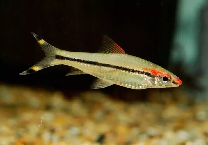 Barbus Denisoni (15 foto's): Sulveren Golden Fish-ynhâld, har kompatibiliteit. Fokkerij. Beskriuwing Barbus Denisoni 22230_9