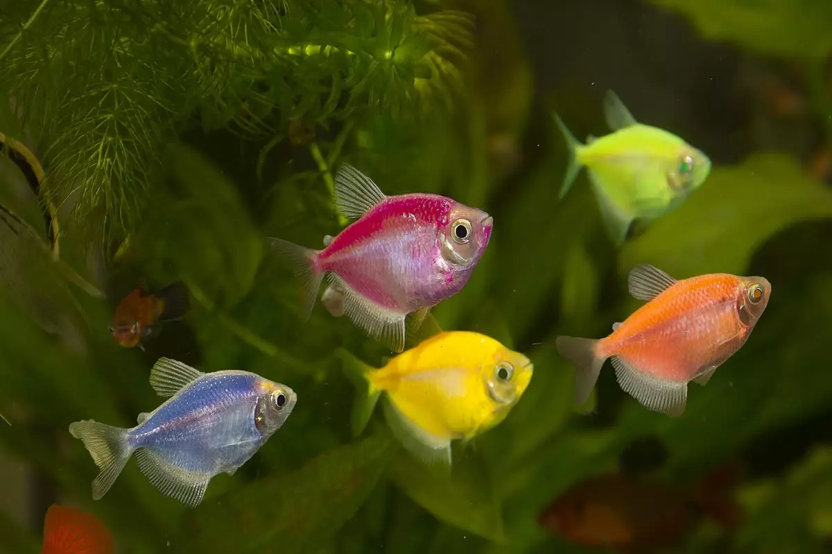 Tereenisen yhteensopivuus muiden kalojen kanssa (17 valokuvaa): Ovatko akvaario piikkejä neooneilla ja katkarapuilla, kultakalalla ja mollionilla? 22233_3
