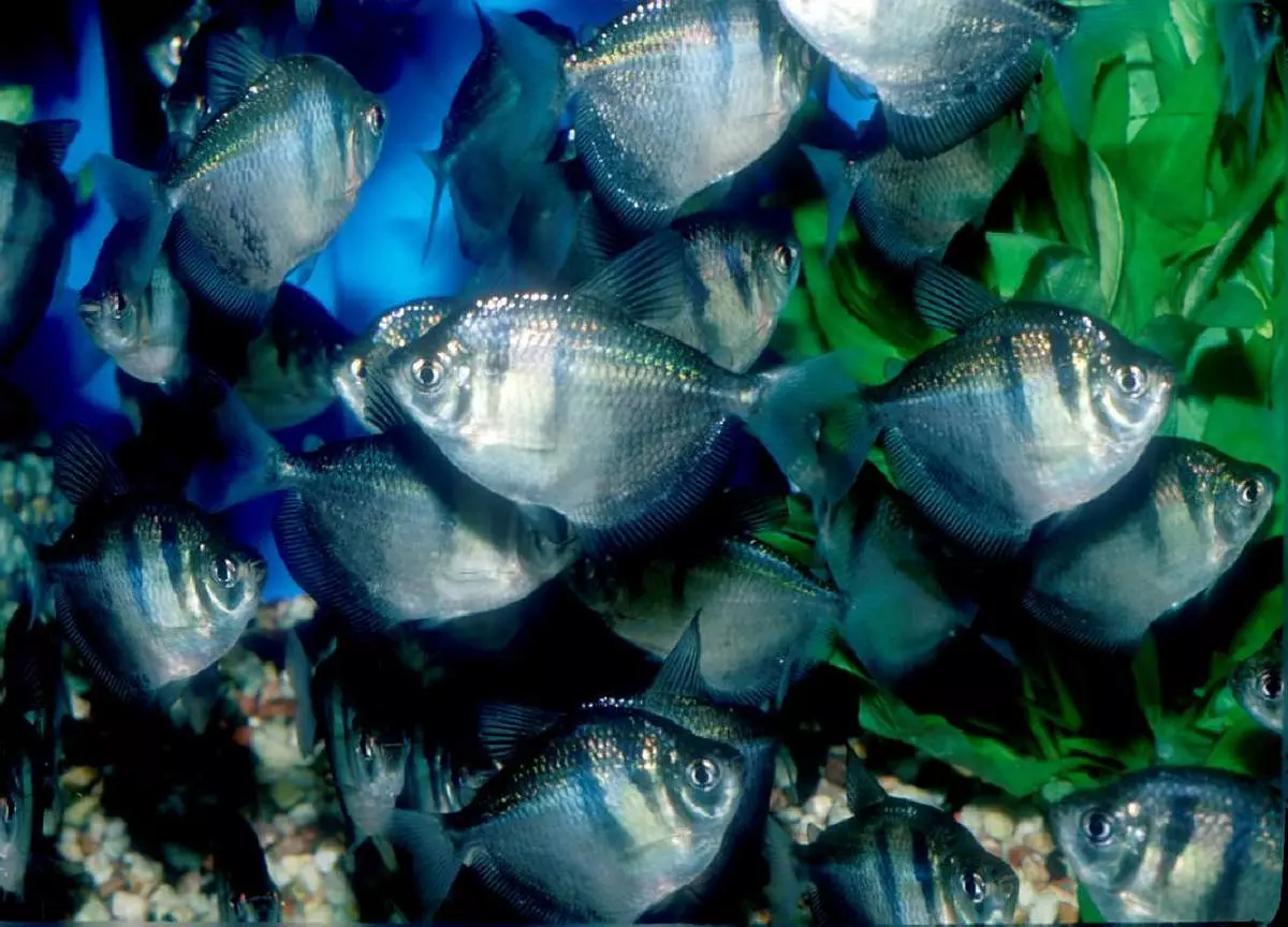 Terenācijas saderība ar citām zivīm (17 fotogrāfijas): Vai akvārijs ērkšķi ar neoniem un garnelēm ar zelta zivīm un mollion? 22233_4