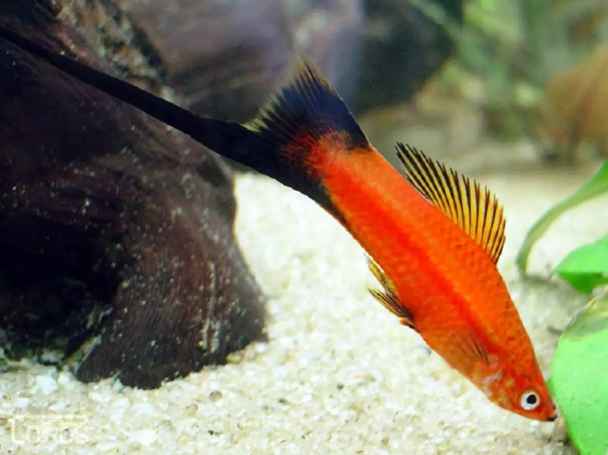 Compatibilité de la télée avec d'autres poissons (17 photos): Les épines d'aquarium sont-elles avec des néoies et des crevettes, avec du poisson d'or et de mollion? 22233_7