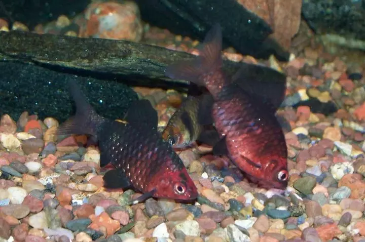 Barbus (71 Foto): Jenis Aquarium Ikan Black Barbus dan Blooming, Glofish dan Golden Barbus, Oligolepis dan lima arah. Bagaimana untuk membezakan seorang wanita dari lelaki? 22235_10