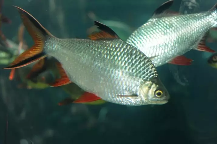 Barbus (71 Foto): Jenis Aquarium Ikan Black Barbus dan Blooming, Glofish dan Golden Barbus, Oligolepis dan lima arah. Bagaimana untuk membezakan seorang wanita dari lelaki? 22235_12
