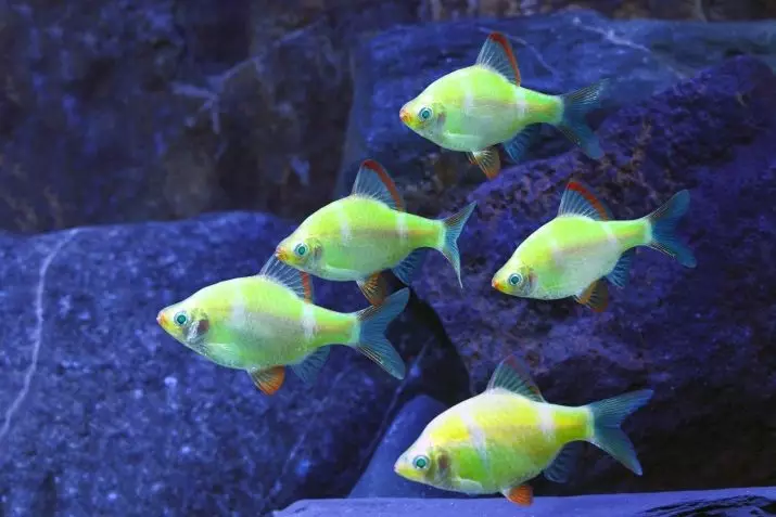 Barbus (71 Foto): Jenis Aquarium Ikan Black Barbus dan Blooming, Glofish dan Golden Barbus, Oligolepis dan lima arah. Bagaimana untuk membezakan seorang wanita dari lelaki? 22235_13