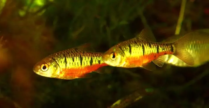 Barbus (71 fotot): Akvaariumi kalade tüübid Black Barbus ja õitsemine, Glofish ja Golden Barbus, oligolepis ja viiesuunaline. Kuidas eristada naist meestest? 22235_14