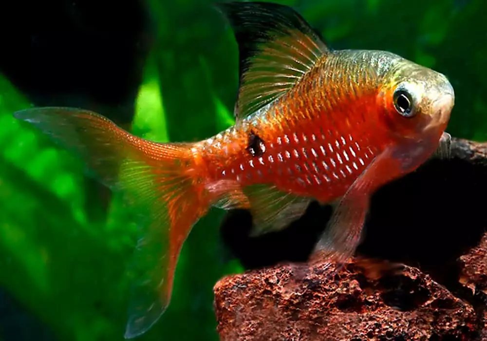 Барбус (71 фото): види акваріумних рибок барбус чорний і лещевідний, глофіш і золотий барбус, оліголепіс і пятіполосий. Як відрізнити самку від самця? 22235_15