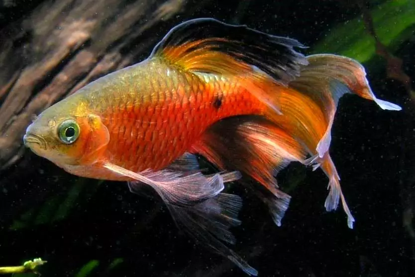 Барбус (71 фото): види акваріумних рибок барбус чорний і лещевідний, глофіш і золотий барбус, оліголепіс і пятіполосий. Як відрізнити самку від самця? 22235_16