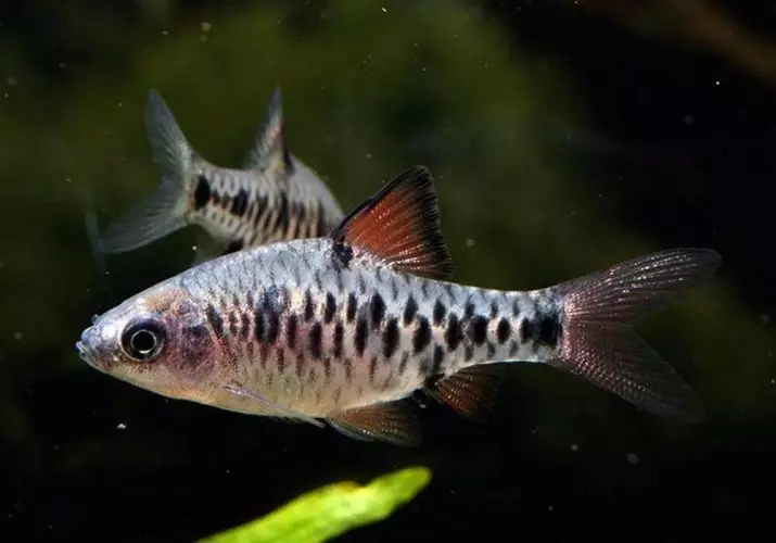 Barbus (71 fotot): Akvaariumi kalade tüübid Black Barbus ja õitsemine, Glofish ja Golden Barbus, oligolepis ja viiesuunaline. Kuidas eristada naist meestest? 22235_17