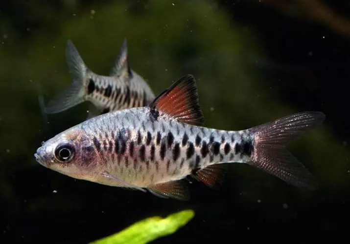 Barbus (71 Foto): Jenis Aquarium Ikan Black Barbus dan Blooming, Glofish dan Golden Barbus, Oligolepis dan lima arah. Bagaimana untuk membezakan seorang wanita dari lelaki? 22235_17