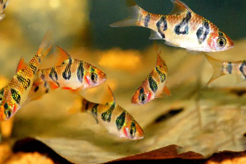 Barbus (71 fotot): Akvaariumi kalade tüübid Black Barbus ja õitsemine, Glofish ja Golden Barbus, oligolepis ja viiesuunaline. Kuidas eristada naist meestest? 22235_19