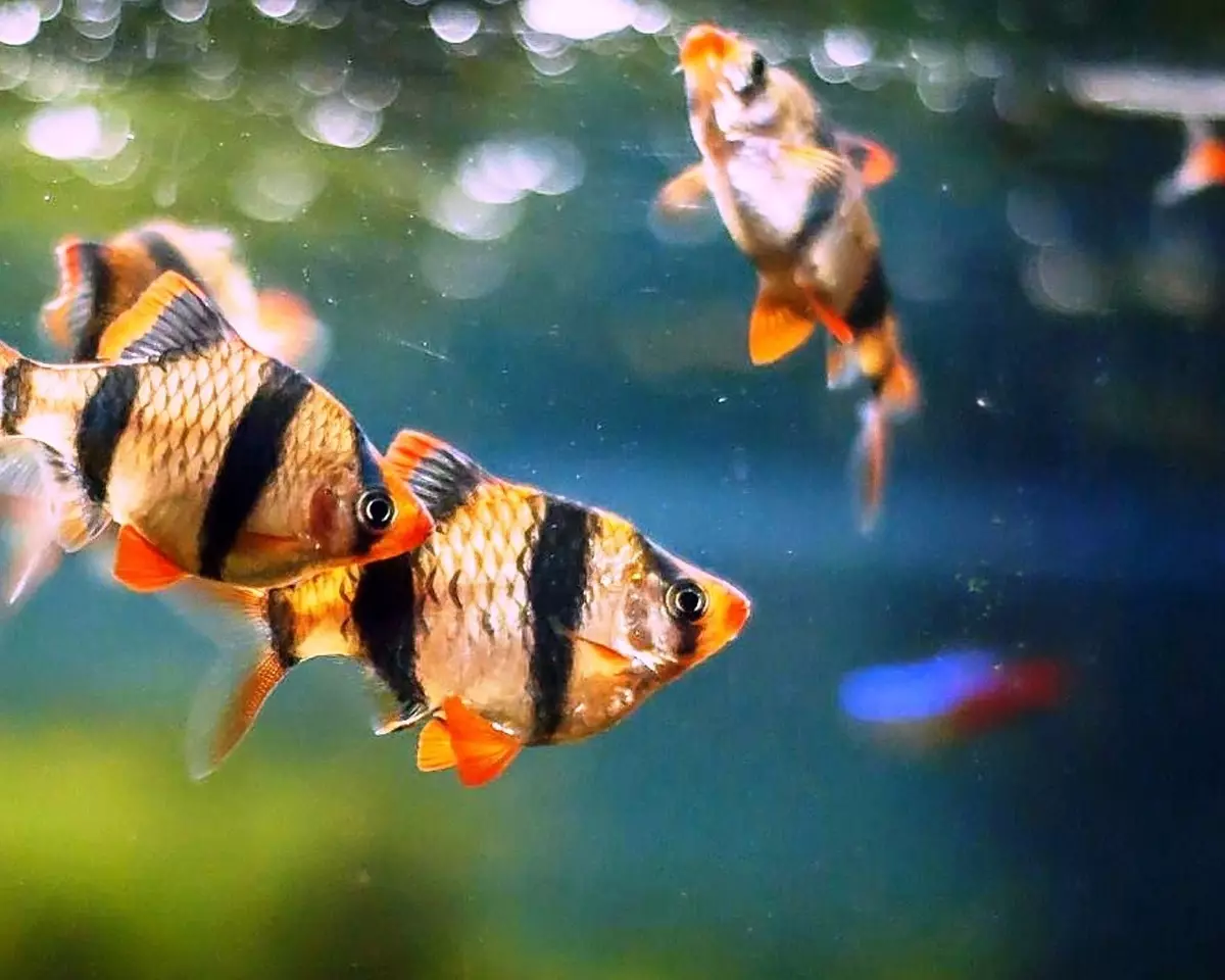 Барбус (71 фото): види акваріумних рибок барбус чорний і лещевідний, глофіш і золотий барбус, оліголепіс і пятіполосий. Як відрізнити самку від самця? 22235_2