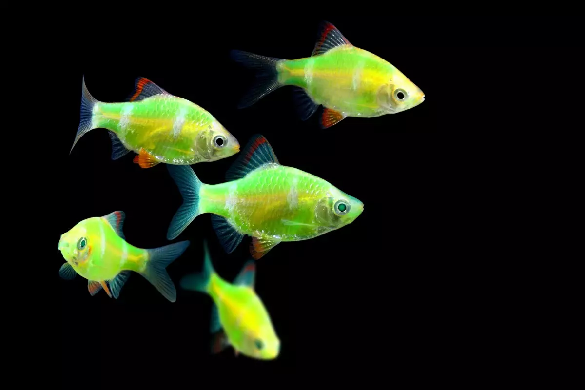 Barbus (71 Foto): Jenis Aquarium Ikan Black Barbus dan Blooming, Glofish dan Golden Barbus, Oligolepis dan lima arah. Bagaimana untuk membezakan seorang wanita dari lelaki? 22235_20