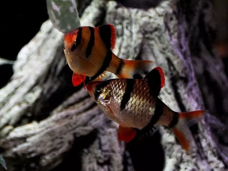 Barbus (71 Foto): Jenis Aquarium Ikan Black Barbus dan Blooming, Glofish dan Golden Barbus, Oligolepis dan lima arah. Bagaimana untuk membezakan seorang wanita dari lelaki? 22235_23