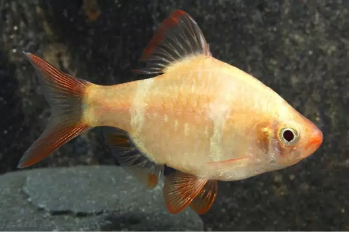 Barbus (71 Foto): Jenis Aquarium Ikan Black Barbus dan Blooming, Glofish dan Golden Barbus, Oligolepis dan lima arah. Bagaimana untuk membezakan seorang wanita dari lelaki? 22235_26