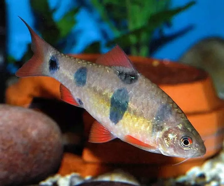 Барбус (71 фото): види акваріумних рибок барбус чорний і лещевідний, глофіш і золотий барбус, оліголепіс і пятіполосий. Як відрізнити самку від самця? 22235_27