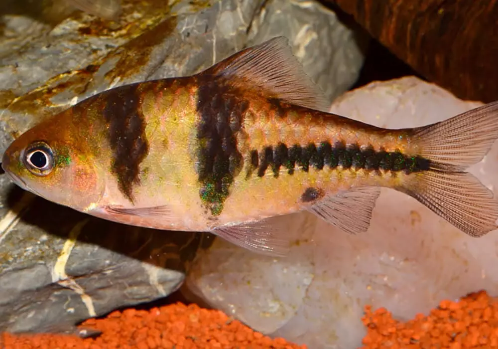 Barbus (71 Foto): Jenis Aquarium Ikan Black Barbus dan Blooming, Glofish dan Golden Barbus, Oligolepis dan lima arah. Bagaimana untuk membezakan seorang wanita dari lelaki? 22235_28